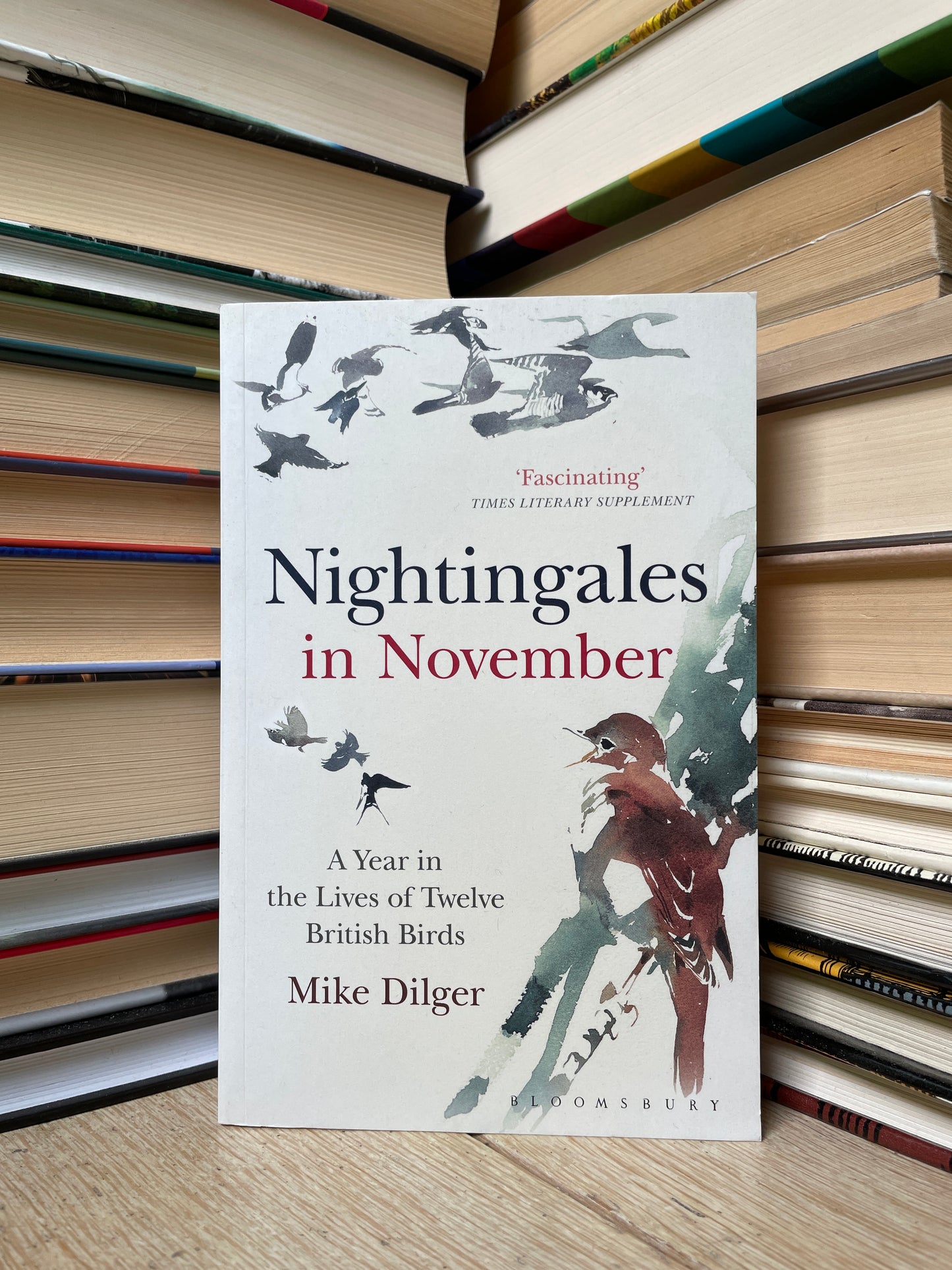 Mike Dilger - Nightingales in November